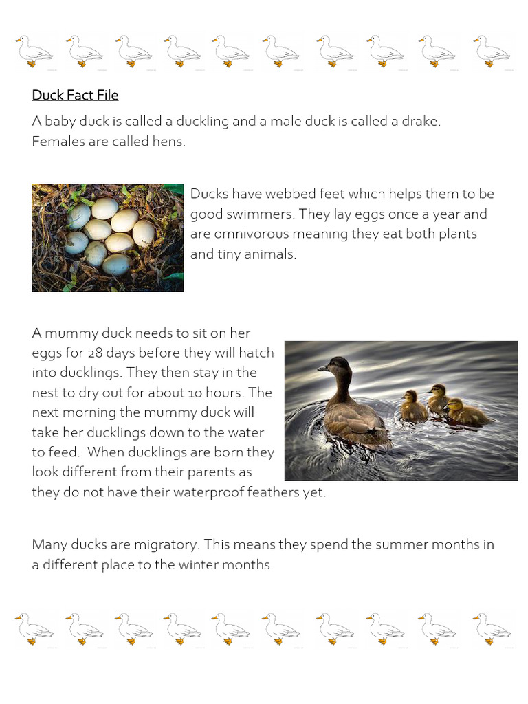 Duck Fact File | PDF