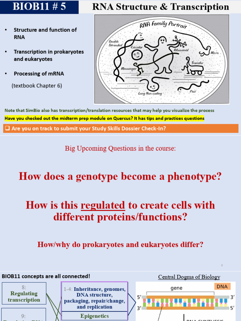 BIOB11 - 5 - RNA and Transcription | PDF | Messenger Rna | Rna