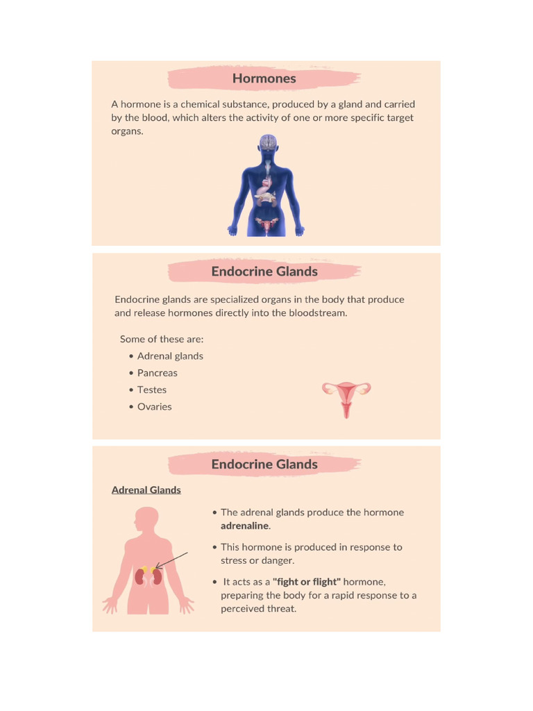 Endocrine System | PDF