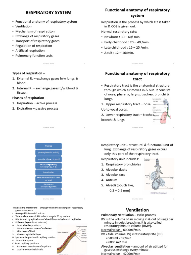 Respiratory System | PDF | Respiratory Tract | Respiratory System