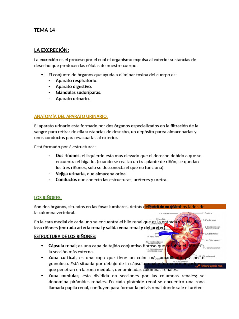 Tema 14 | PDF | Riñón | Orina