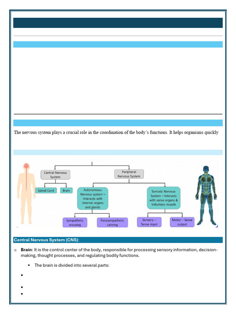 Chapter-6 Control and Coordination | PDF | Central Nervous System ...