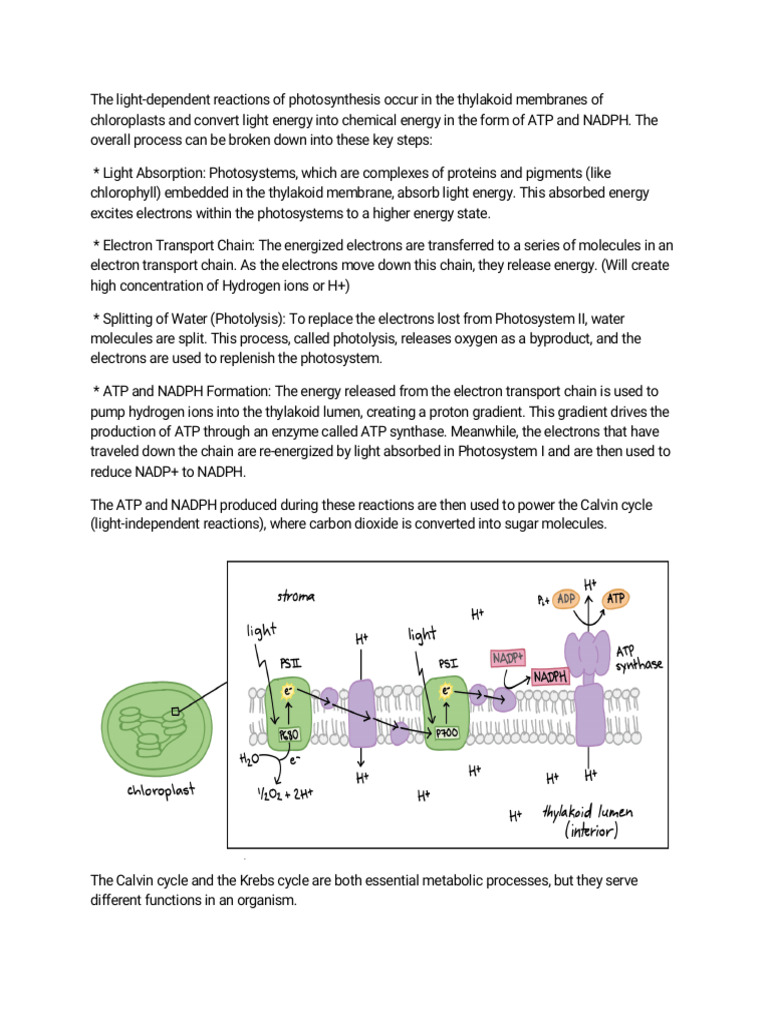 Calvin Cycle Converted | PDF | Photosynthesis | Metabolism