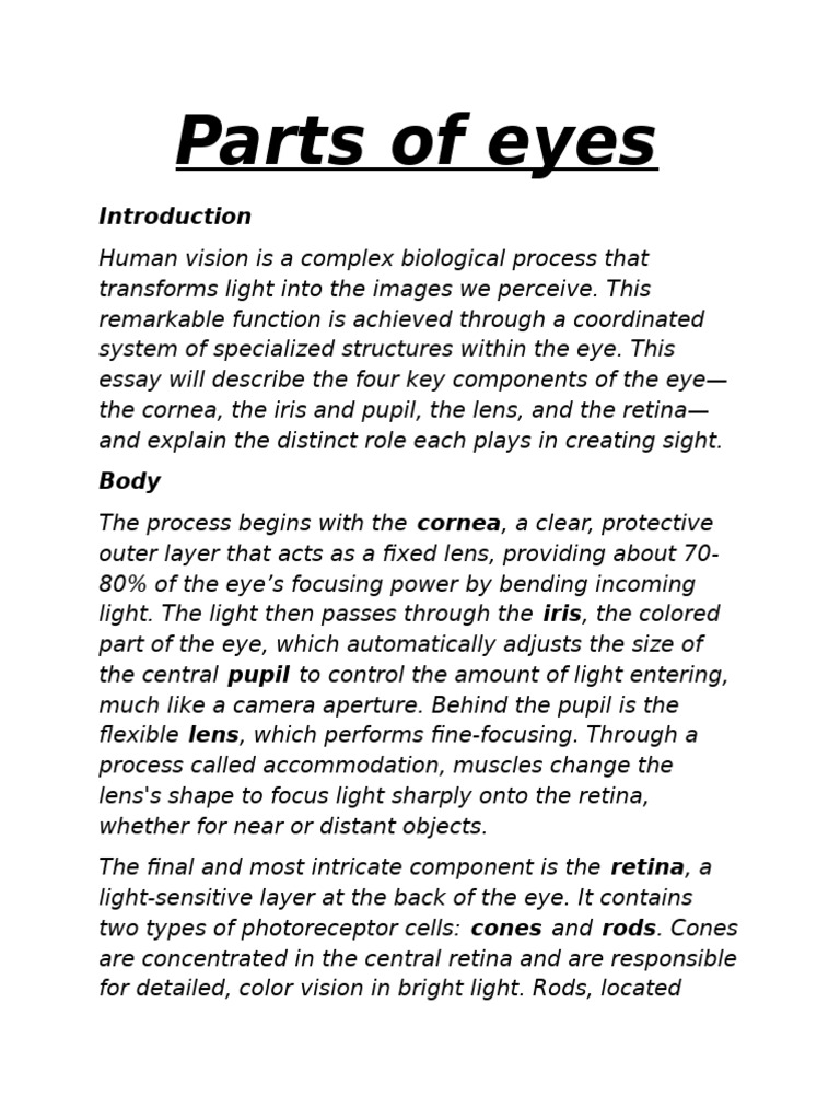 Parts of Eyes Essay Answer | PDF