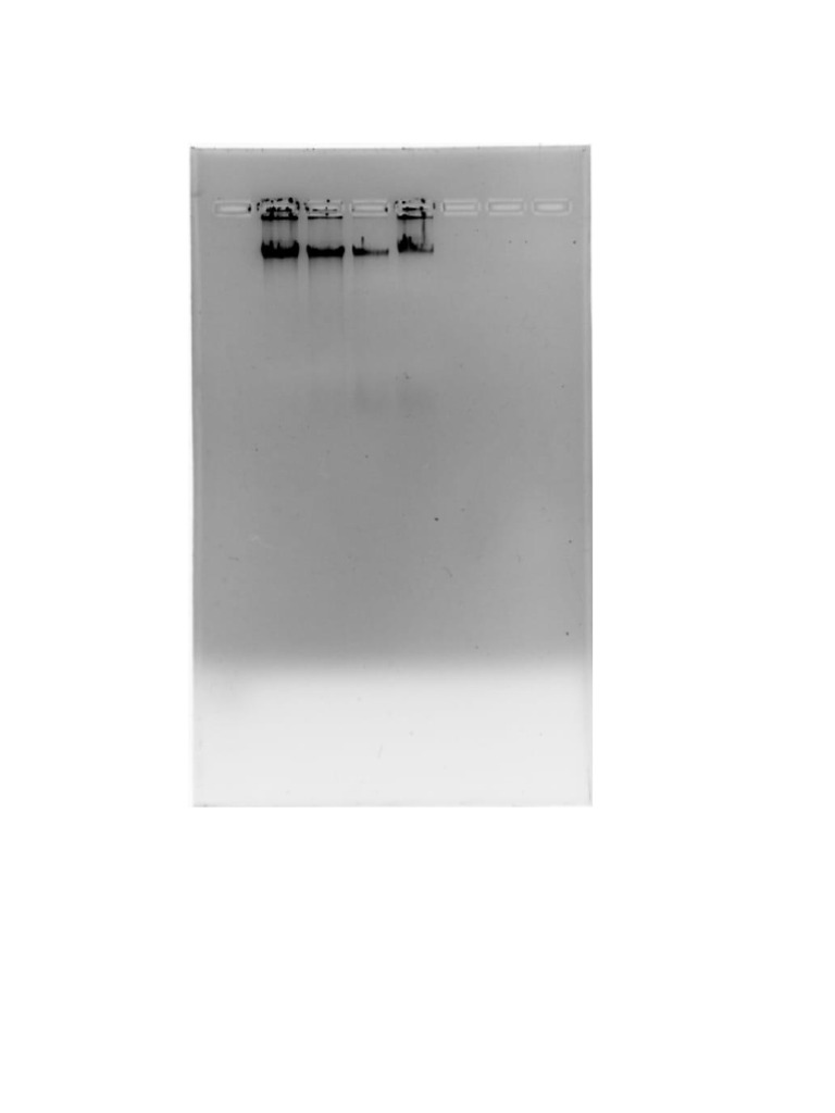 Genetics Lab Exp 2 | PDF