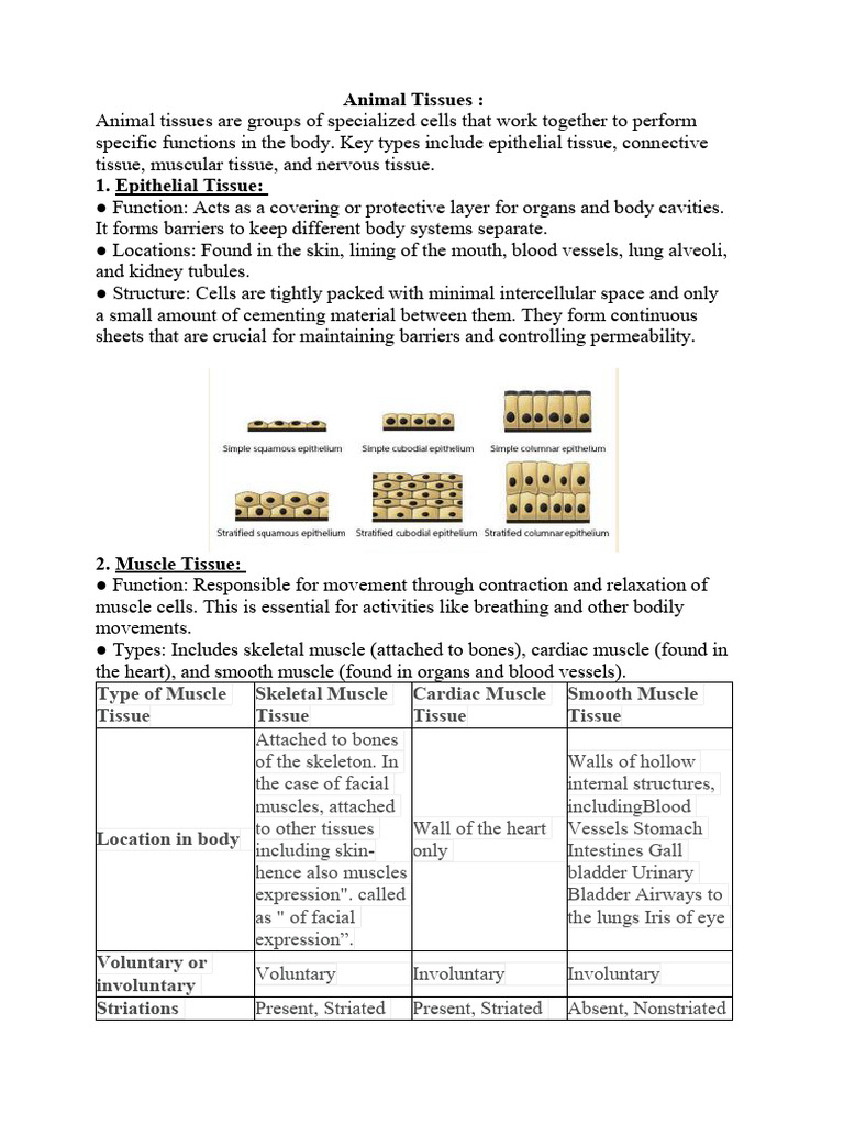 Animal Tissues_250725_195601 | PDF | Muscle | Nerve