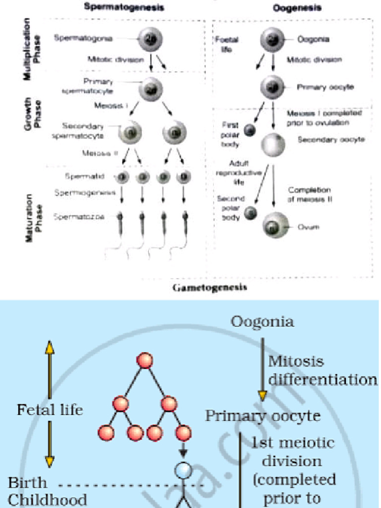 Meiosis & Gametogenesis | PDF
