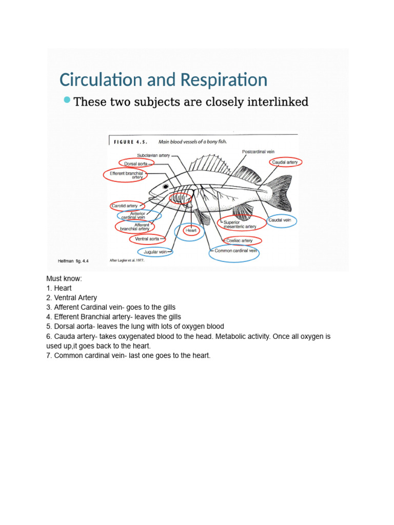 Fish | PDF | Heart | Fin