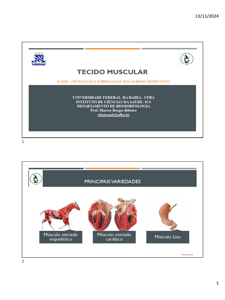 Slide Aula Tecido Muscular | PDF | Músculo | Anatomia