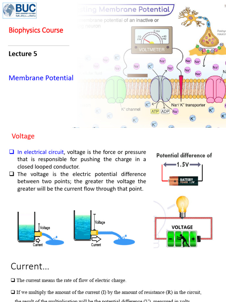 Lecture 5 - Membrane Potential | PDF | Membrane Potential | Voltage