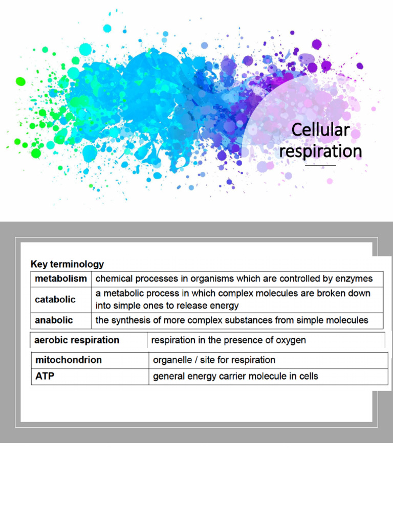 2025 Cellular Respiration Edited | PDF | Cellular Respiration ...