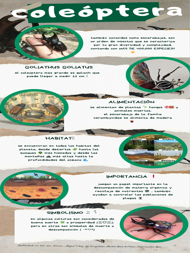 Coleopteros.pdf | PDF