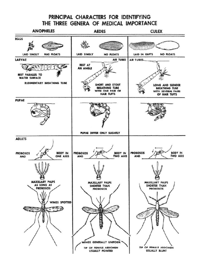 3 Mosquito Species | PDF