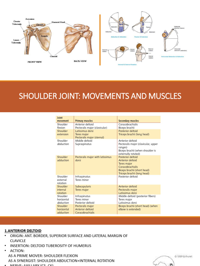 Shoulder Joint Imt | PDF | Anatomical Terms Of Motion | Shoulder