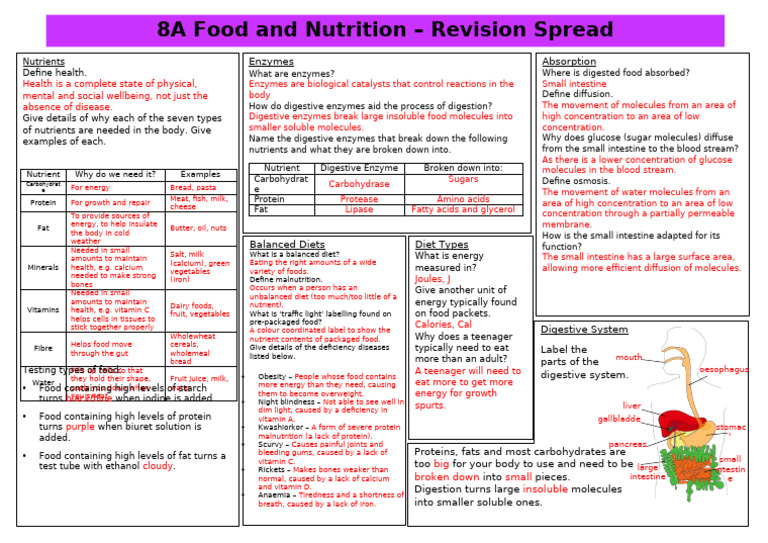 8A Food and Nutrition Answers | PDF | Digestion | Foods