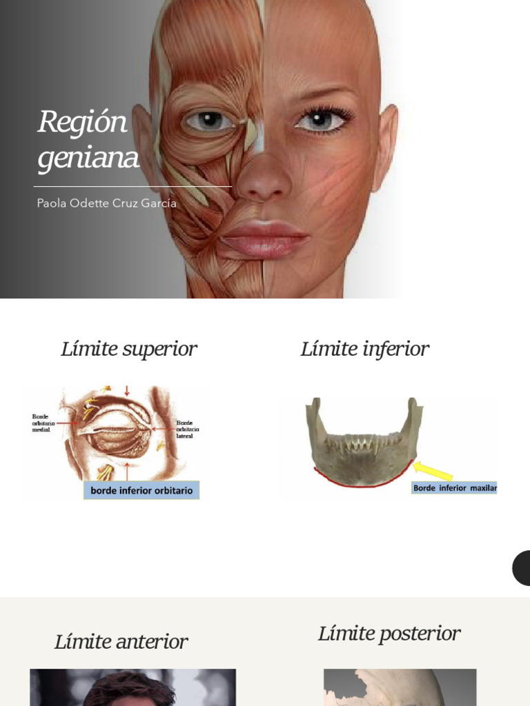 PRESENTACION | PDF | Anatomía | Anatomía de los primates