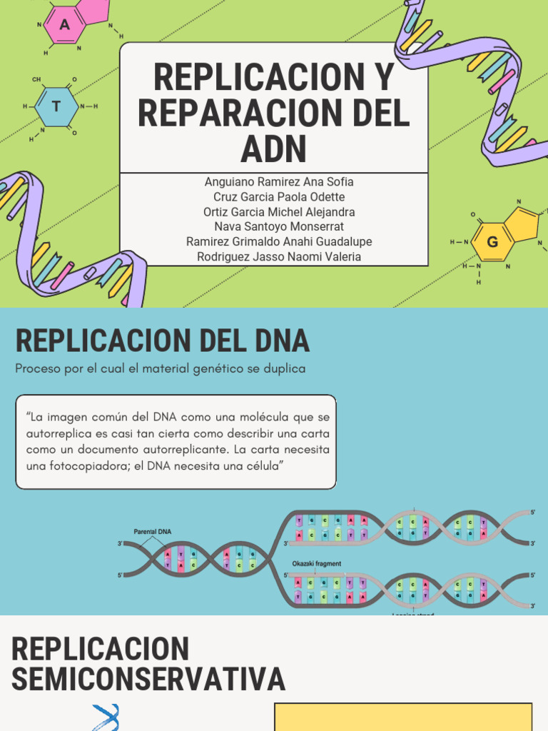 Biomo Replicacion y Reparación Del Dna | PDF | Replicación De Adn | Adn