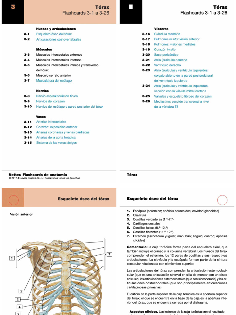 Netter Flashcards de Anatomia Torax 2 | PDF