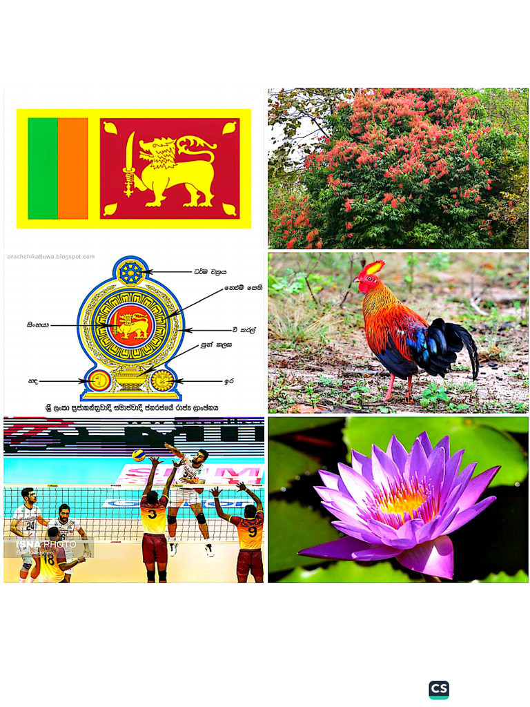 පරිසරයjathika sanketha lloo | PDF