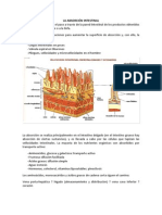 Absorcion - Excrecion - Eliminacion