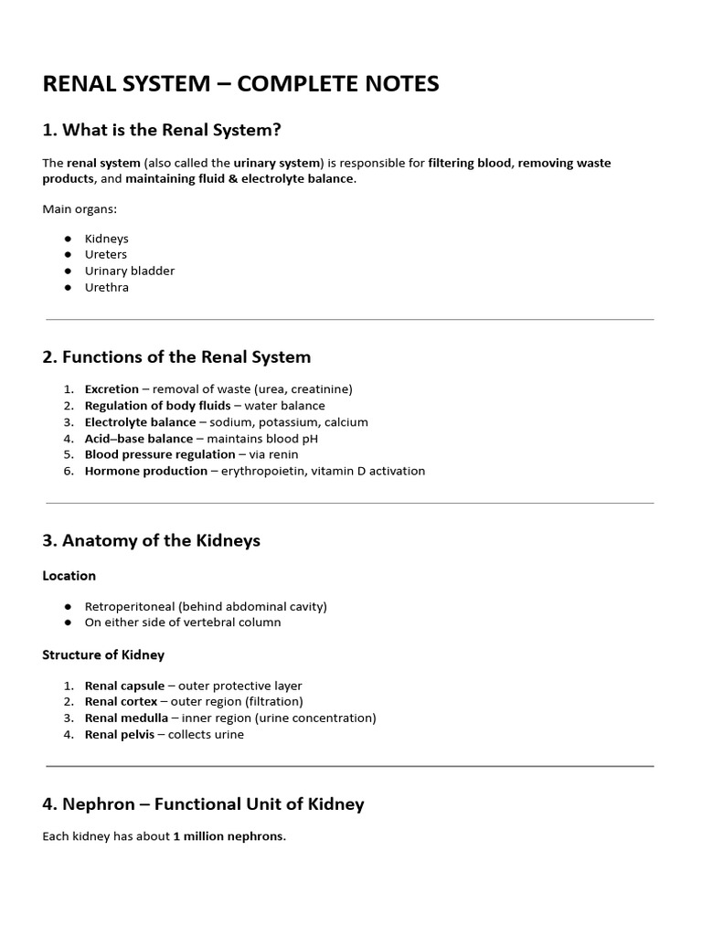 Renal System | PDF | Kidney | Urinary System