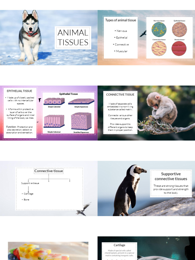 ANIMAL TISSUES.pptx | PDF | Muscle | Connective Tissue