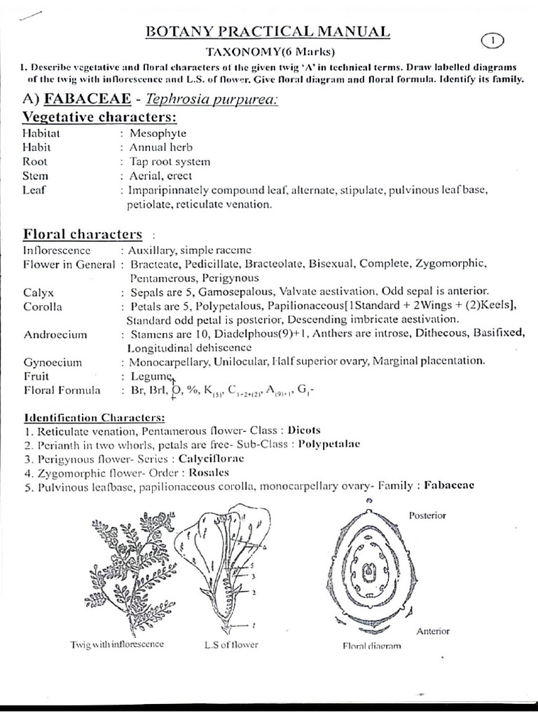 Botany | PDF