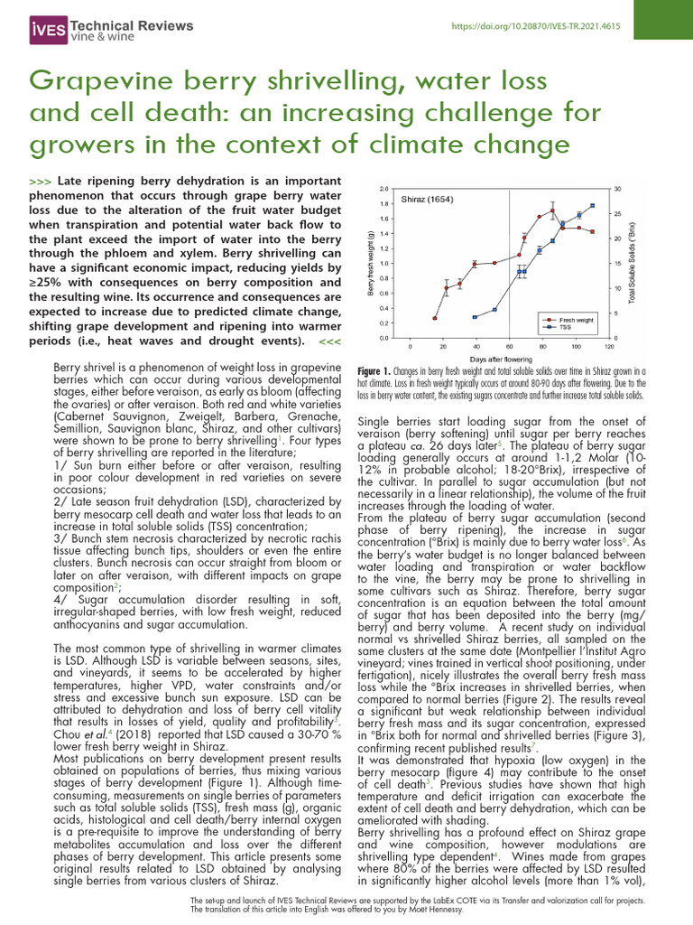 Grapevine Berry Shrivelling | PDF | Grape | Crops Originating From Europe