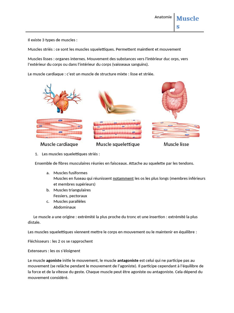 Les Muscles | PDF | Système de référence en anatomie | Muscle
