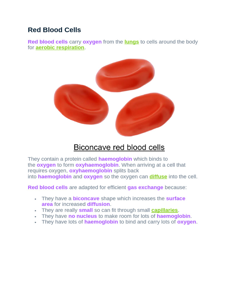Red Blood Cells Notes | PDF