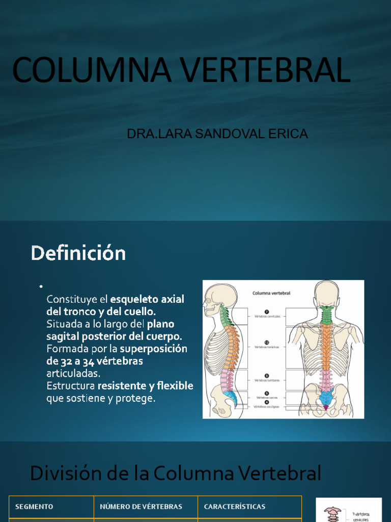 Columna Vertebral Anatomía | PDF | Vértebra | Pelvis