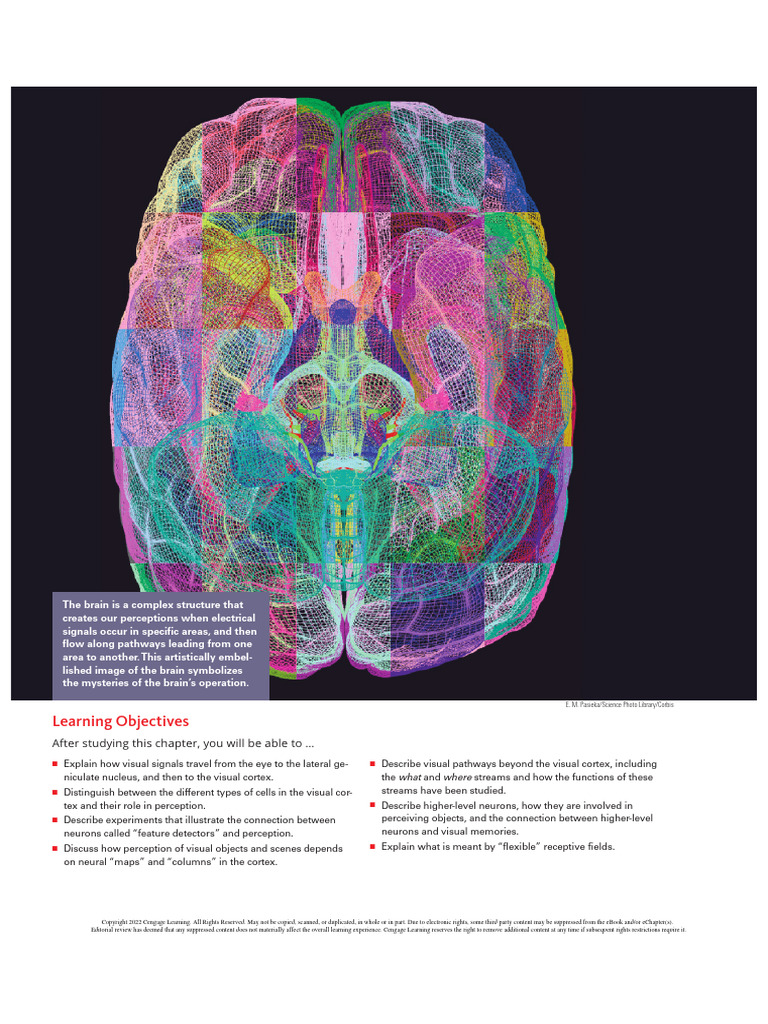 Pe 4 | PDF | Visual System | Visual Cortex