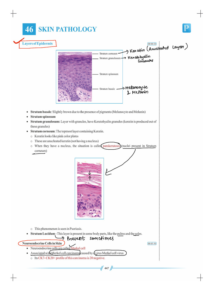 Skin | PDF