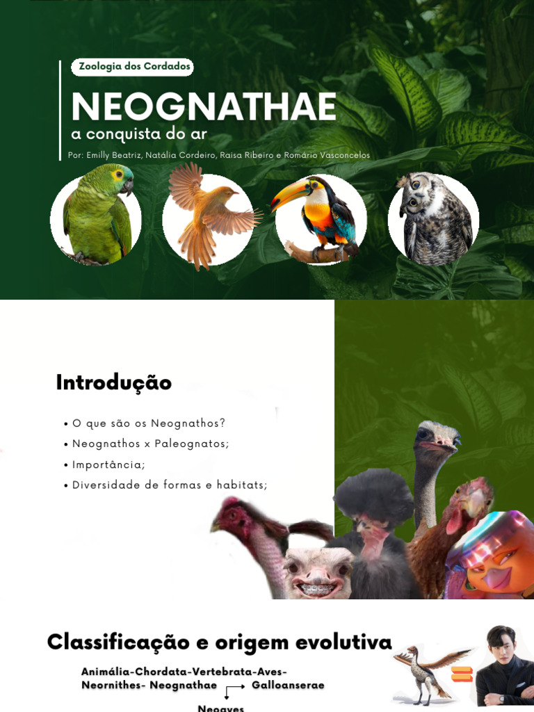 Cópia de Neognathae - 20260203 - 142814 - 0000 | PDF | Ásia | Respiração
