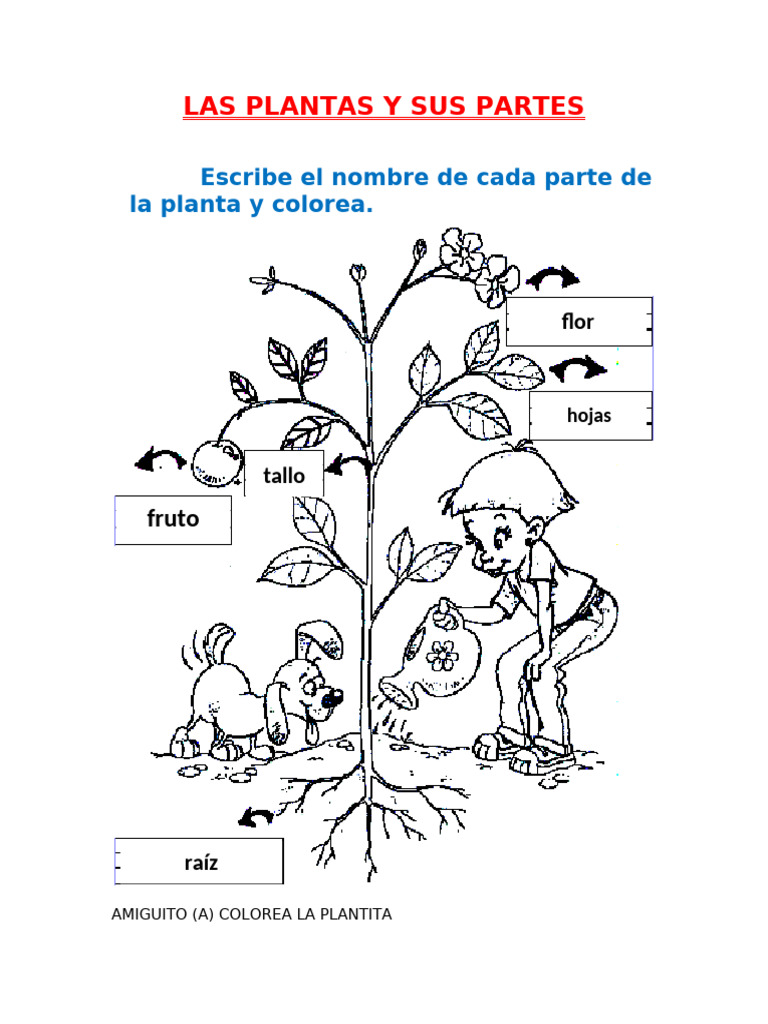 Clase Las Plantas y Sus Partes 1 Grado | PDF
