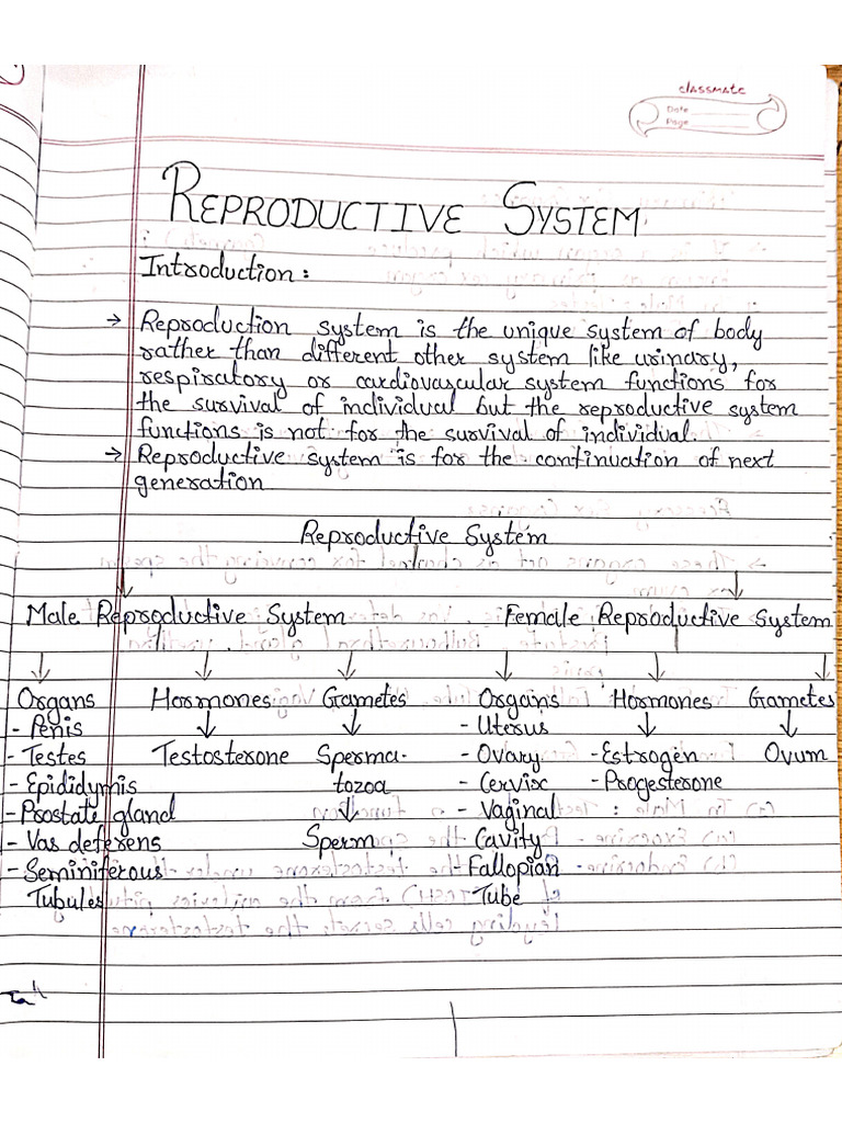 Reproductive System | PDF