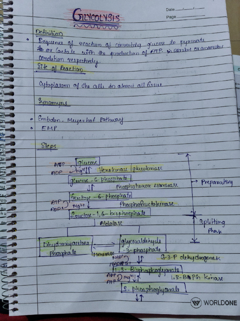 Biochemistry Mbbs 1st Year All Imp Cycles Compressed | PDF