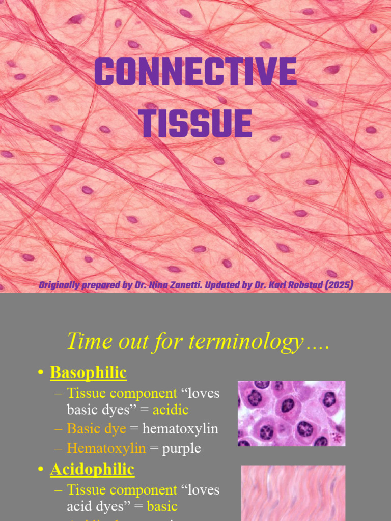 Connective Tissue - 2025 | PDF | Connective Tissue | Extracellular Matrix