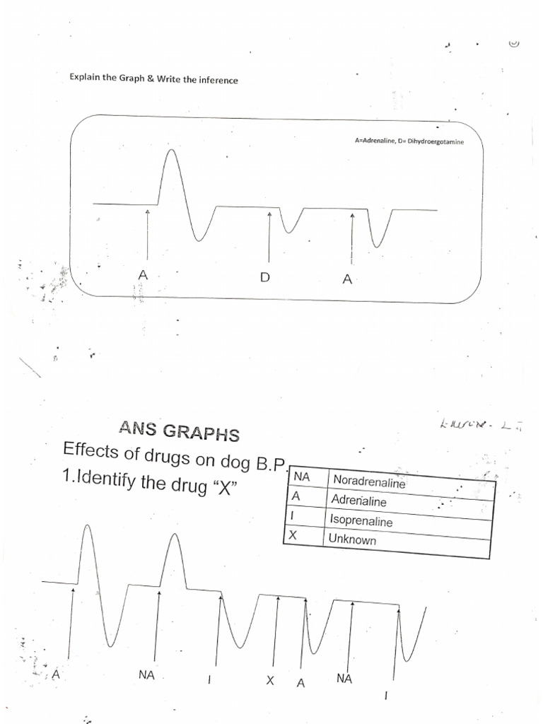 ANS Graphs - Effect of Drugs on Dog BP | PDF