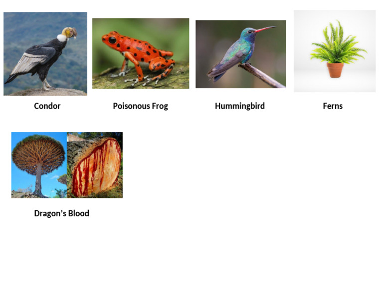 Condor Poisonous Frog Hummingbird Ferns | PDF