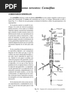 Definición y Estructura del Cormo | PDF | Tallo de la planta | Flores