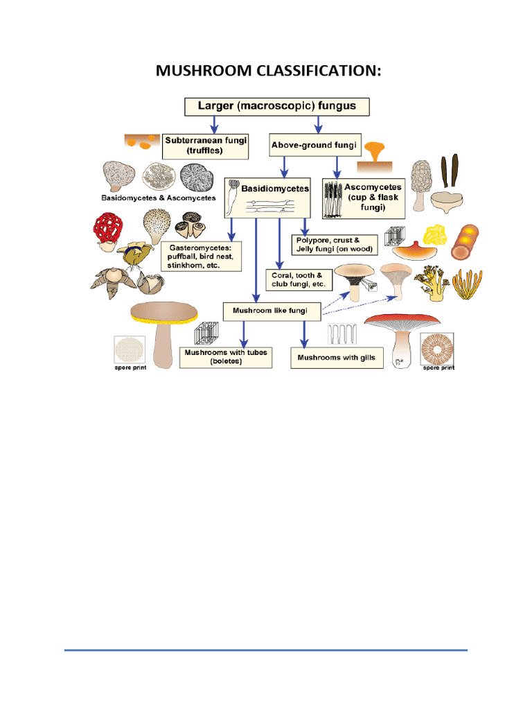 Lec. Classification of Mushrooms | PDF | Mushroom | Fungus