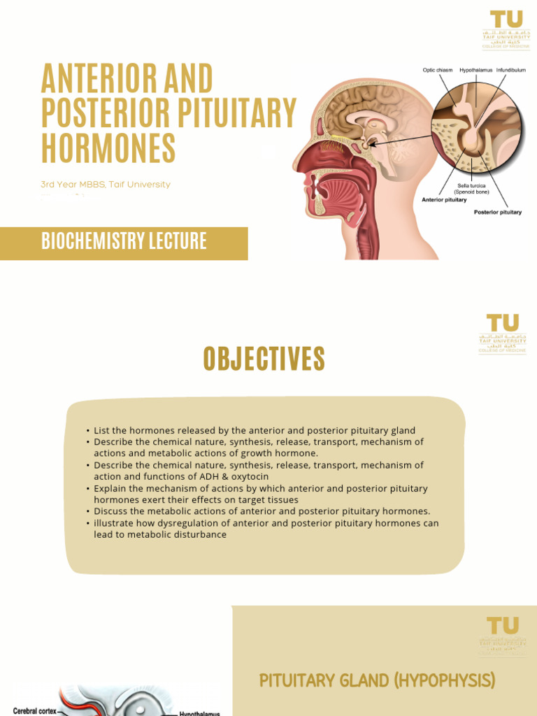 Anterior and Posterior Pituitary Hormones Biochemistry-462-2425 2 | PDF ...