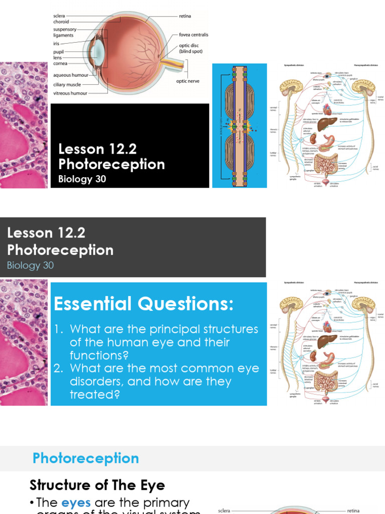Lesson 12.2 (Lecture) | PDF | Human Eye | Myelin