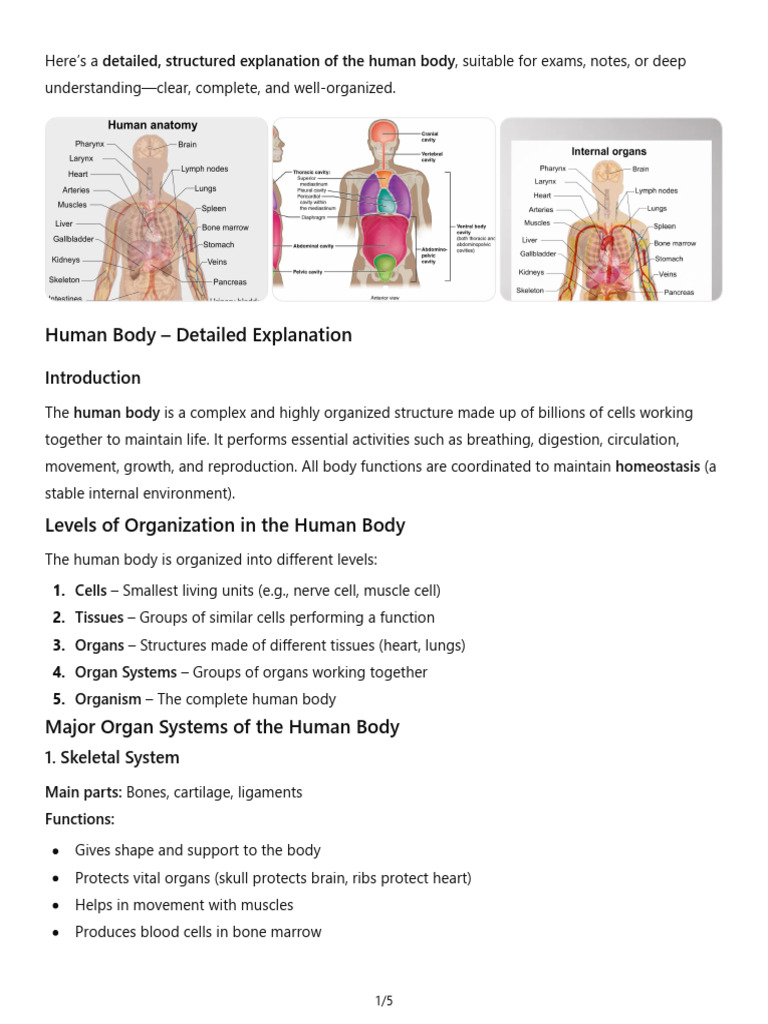 Human Body | PDF | Human Body | Muscle