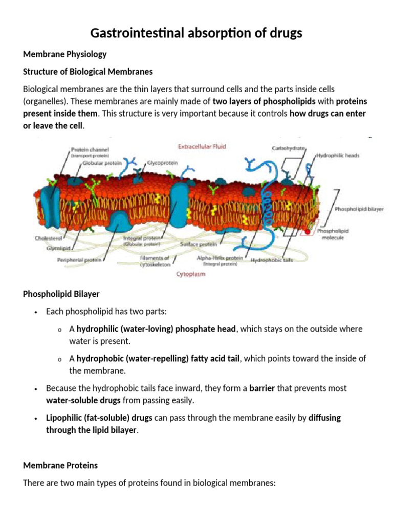 Gastrointestinal Absorption of Drugs | PDF | Cell Membrane | Biological ...