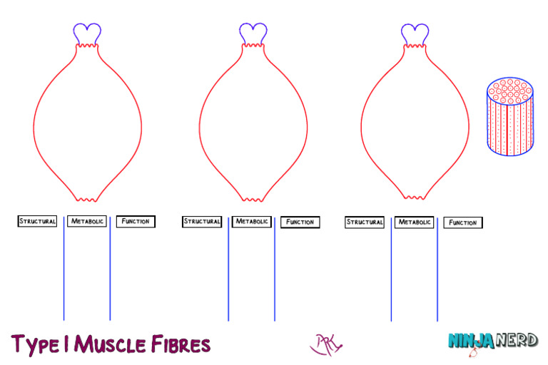 Type I Muscle Fibers Atf | PDF