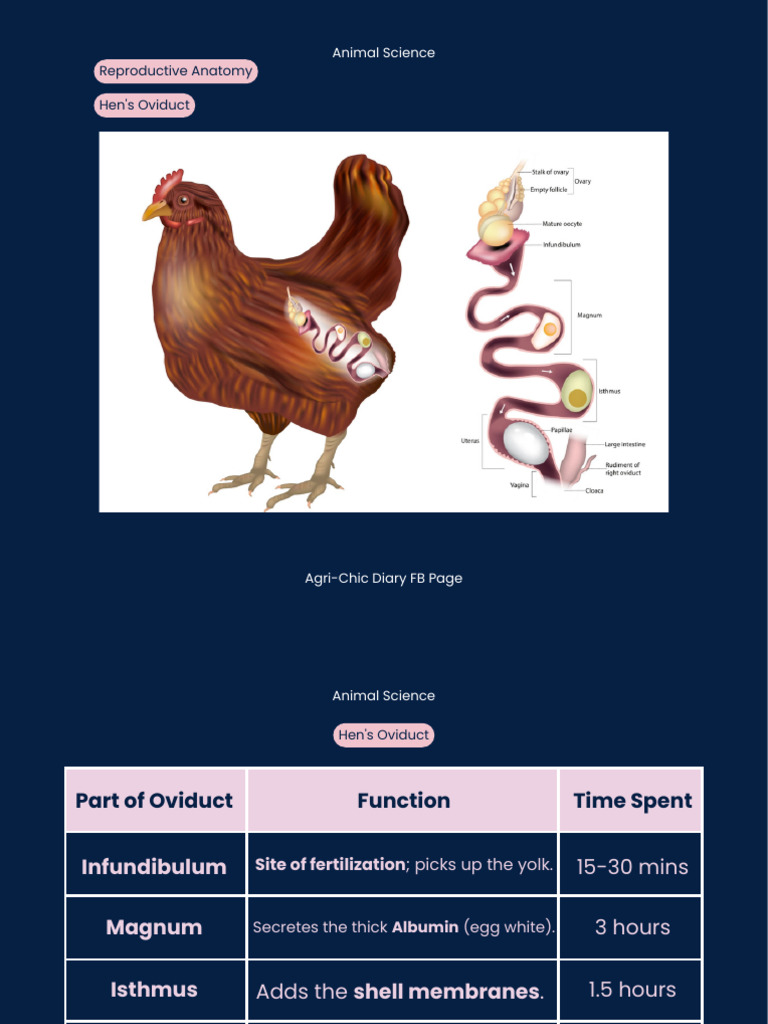 Reproductive Anatomy - 20260204 - 191036 - 0000 | PDF | Ruminant ...