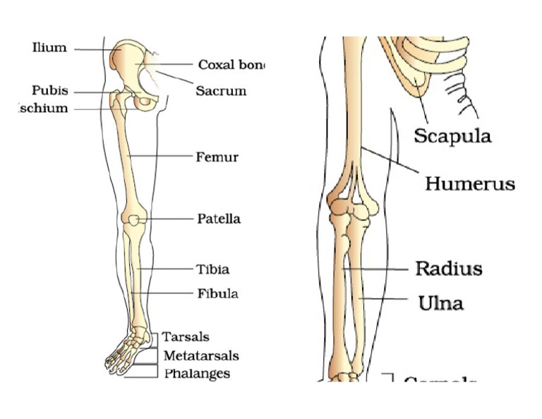 Limbs | PDF