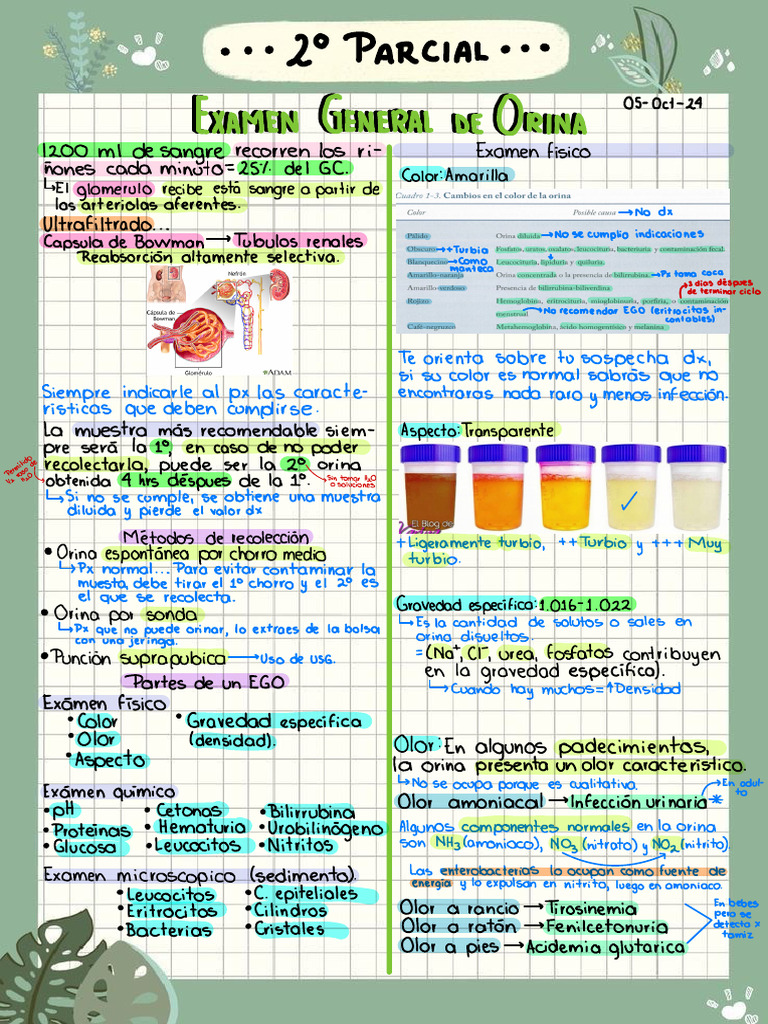 Laboratorio Clínico 2 | PDF | Sistema urinario | Medicina CLINICA